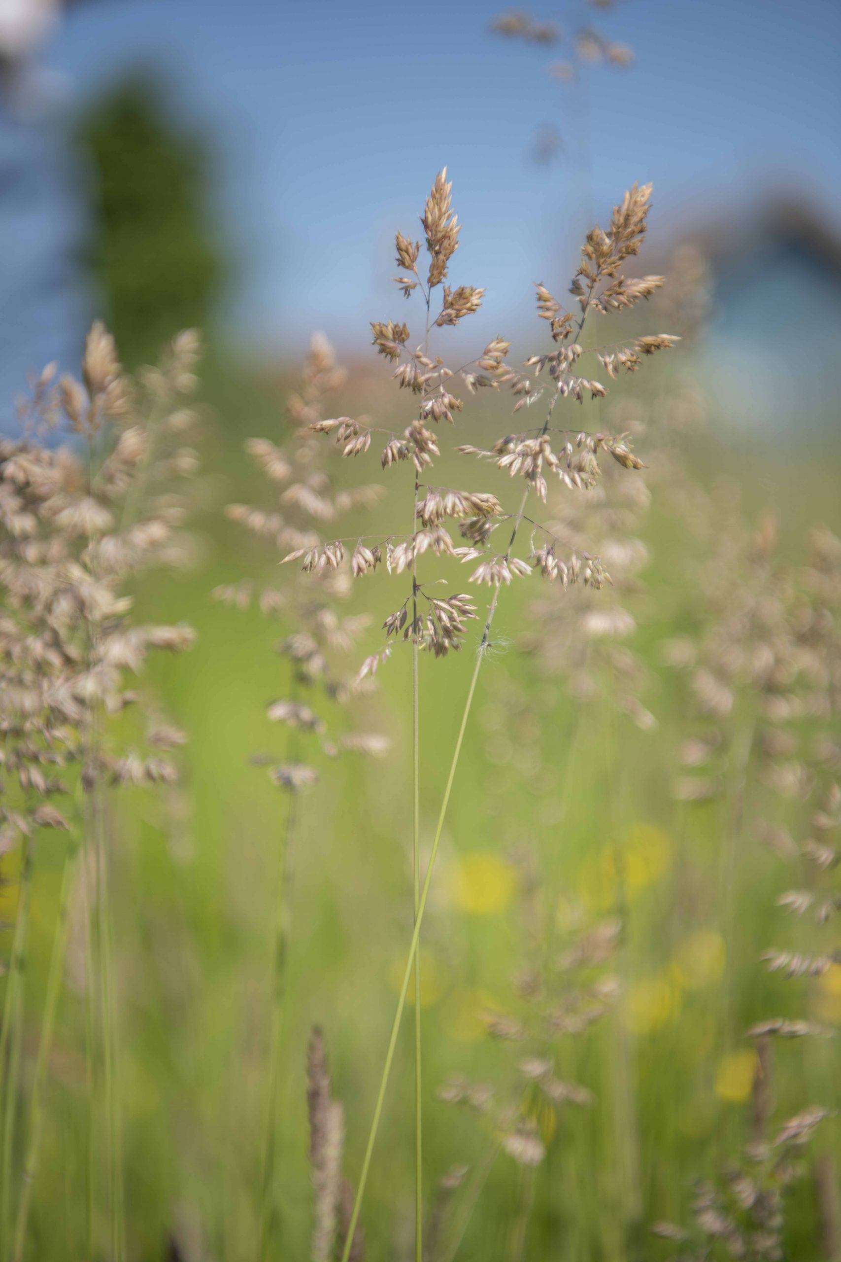 fotoshoot_BB_natuur_weide